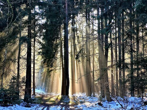 Durch den winterlichen Wald scheint die strahlende Sonne auf den Winterwanderweg der Schlaufe 24